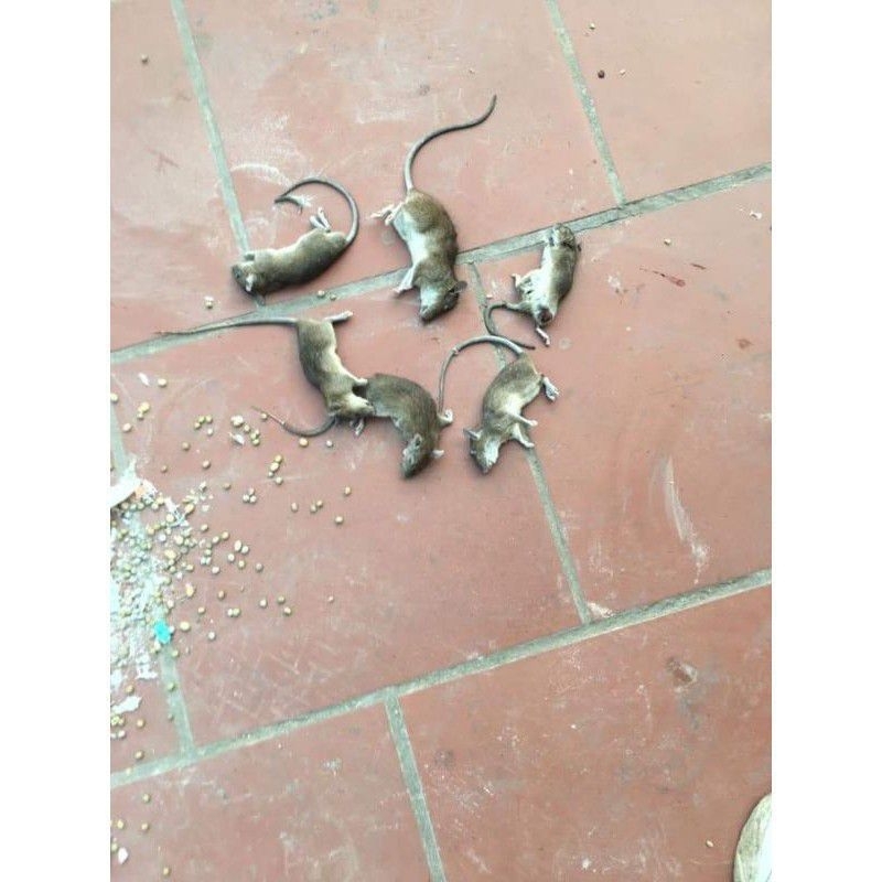 Thuốc diệt chuột 🐭🐁.cực độc.không mùi chết cực nhanh