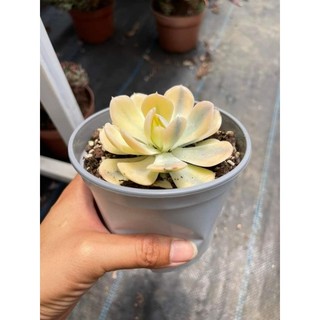 Echeveria akaihoshi variegated