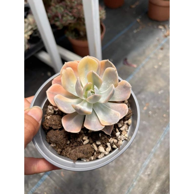 Echeveria akaihoshi variegated