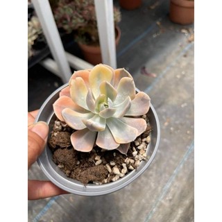 Echeveria akaihoshi variegated