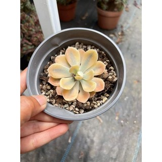 Echeveria akaihoshi variegated