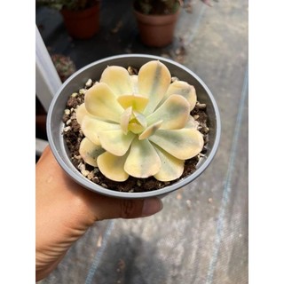 Echeveria akaihoshi variegated