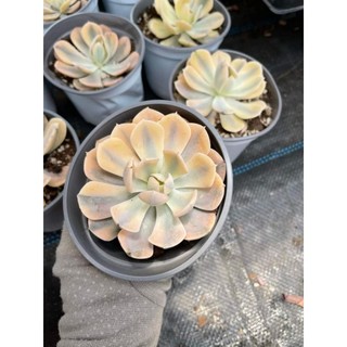 Echeveria akaihoshi variegated