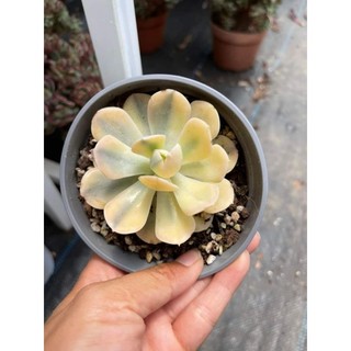Echeveria akaihoshi variegated