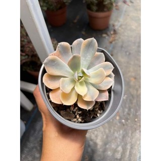 Echeveria akaihoshi variegated