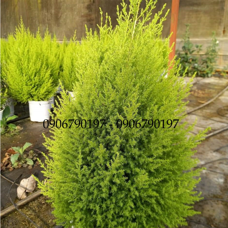 Tùng thơm cao 40cm