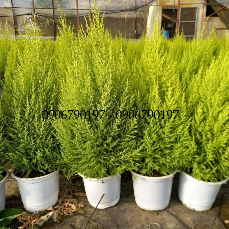Tùng thơm cao 40cm
