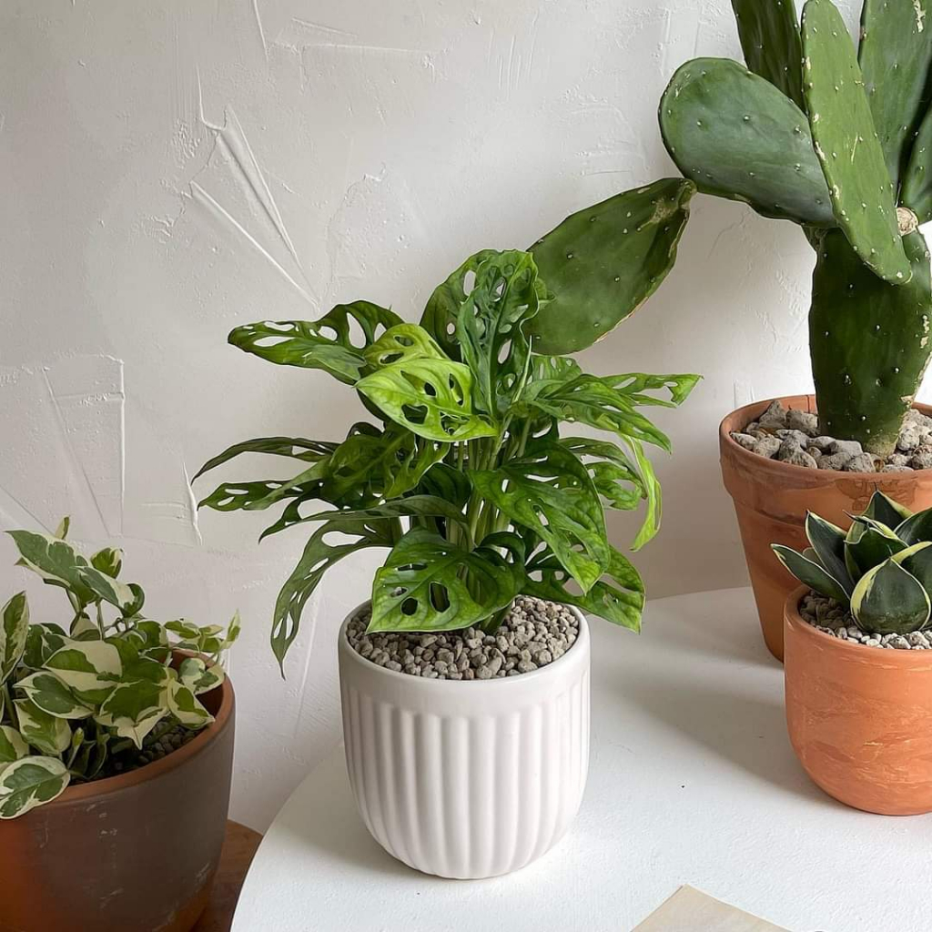 Trầu bà lỗ MIX CHẬU để bàn