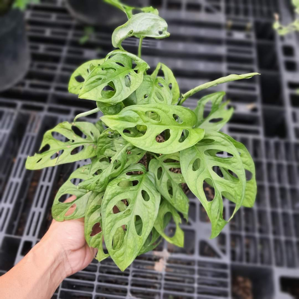 Trầu bà lỗ MIX CHẬU để bàn