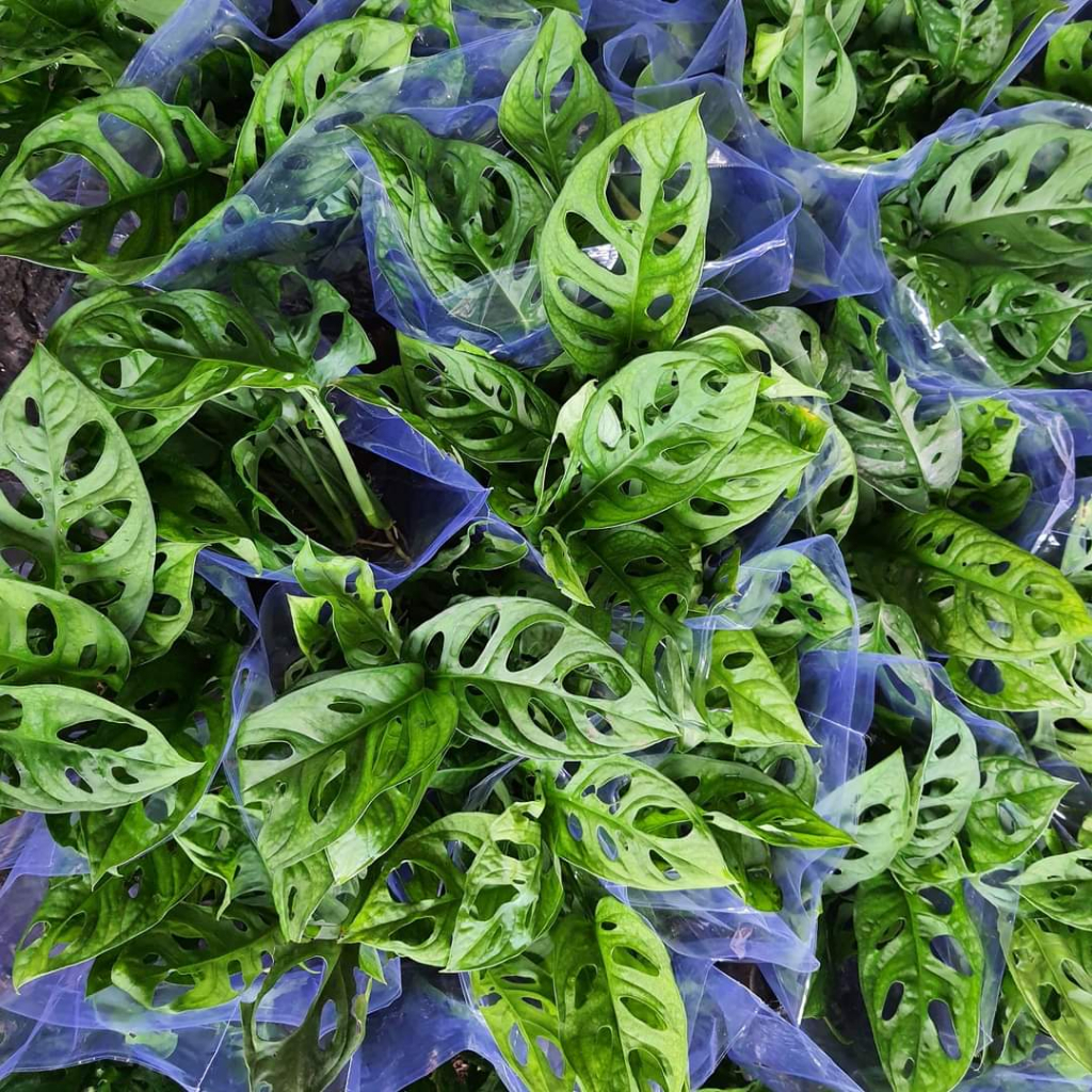 Trầu bà lỗ MIX CHẬU để bàn