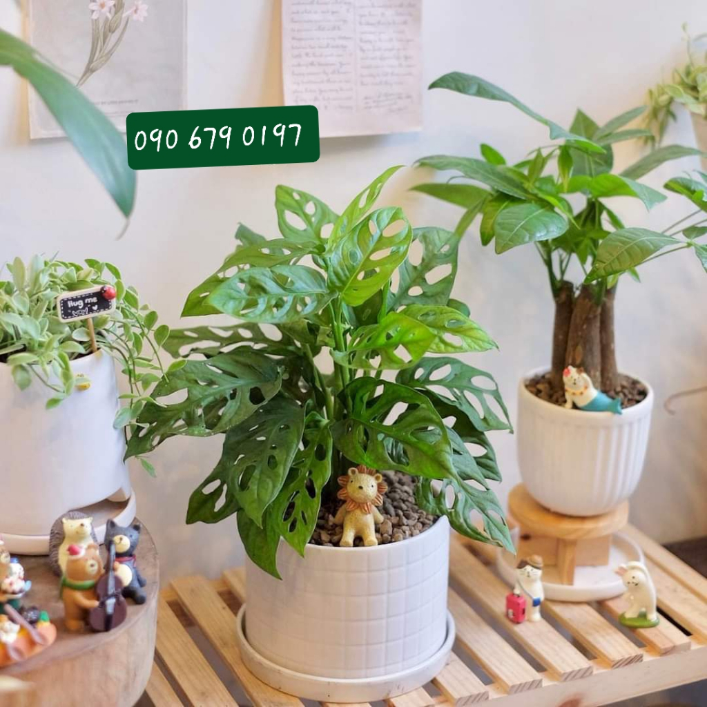 Trầu bà lỗ MIX CHẬU để bàn