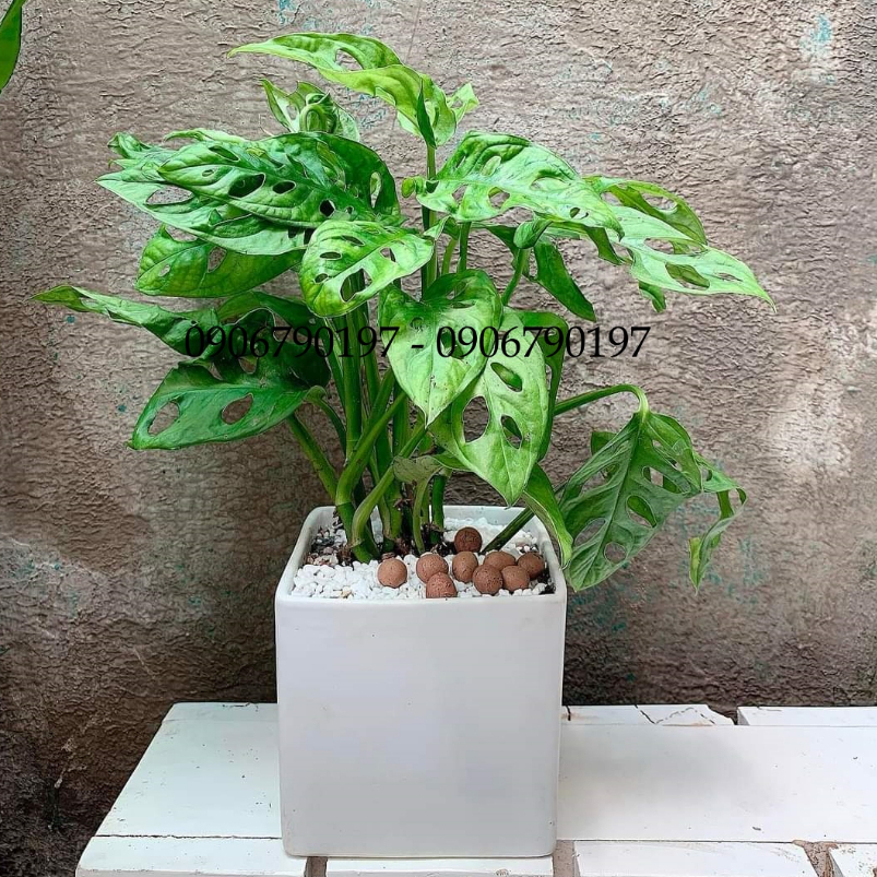 Trầu bà lỗ MIX CHẬU để bàn