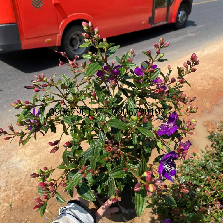 Hoa sim TÍM SIÊU BÔNG