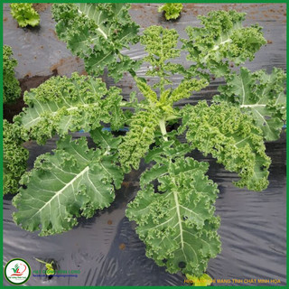Hạt giống rau Cải rổ xoăn TN 67 (cải Kale) - 10g