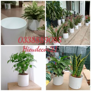 Chậu tròn trụ giả sứ đủ size giống sứ 99%