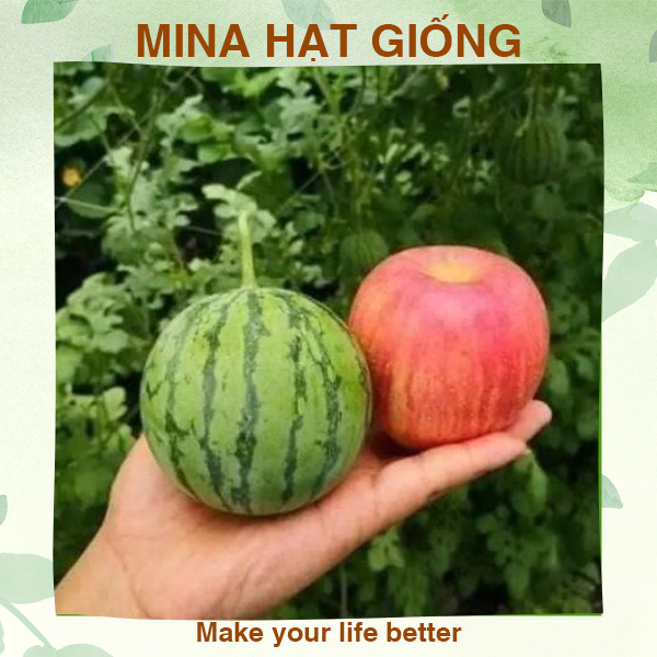 Gói 10 Hạt giống dưa hấu Baby Táo ⚡ CHUẨN F1 ⚡ Hạt giống dưa hấu baby quả nhỏ xinh, vỏ mỏng hạt lép, cây leo giàn