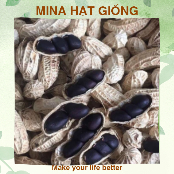 Hạt giống lạc đen Kokuma ⚡ CAO CẤP ⚡ Hạt giống lạc đen Kokuma ruột trắng thơm bùi, thu hoạch quanh năm