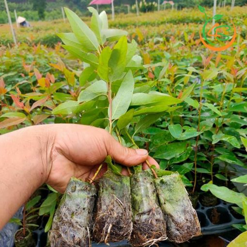 Hạt Giống Cây Bạch Đàn Đỏ (Gói 50 Gram) - Mua 10 tặng 1 cùng loại -Dễ trồng, Sinh trưởng mạnh