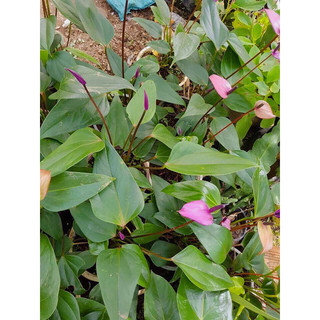 Cây hồng môn tím (chậu 1 thân lùn đang hoa)
