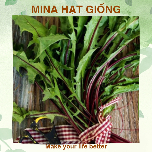 Hạt giống bồ công anh Ý ⚡ HÀNG CHUẨN ⚡ Hạt giống cây bồ công anh ý gân đỏ, cây lùn nhập khẩu Hàn Quốc (gói lẻ 200 hạt)
