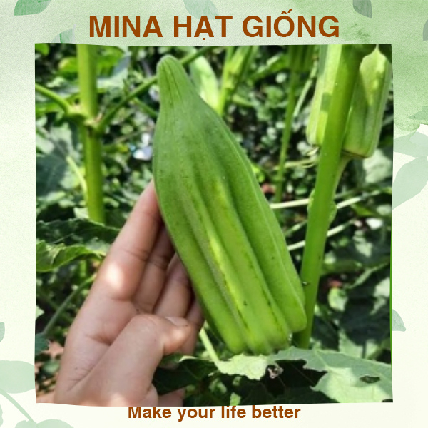 Hạt giống đậu bắp xanh khổng lồ ⚡ LOẠI XỊN ⚡ Hạt giống đậu bắp Isarel cây cao 2-3m, quả dài 10-15cm, quả ngọt ít nhớt