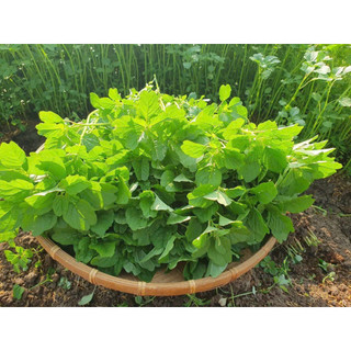 HẠT GIỐNG RAU DỀN CƠM- GÓI 5GR
