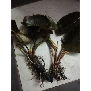 Cây hoa súng đỏ kép Wanvisa