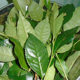 Lá chè xanh tươi - Ship hoả tốc kv Hà Nội