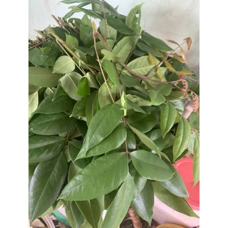 Lá khế tươi 1kg tắm em bé, đặt hàng mới hái