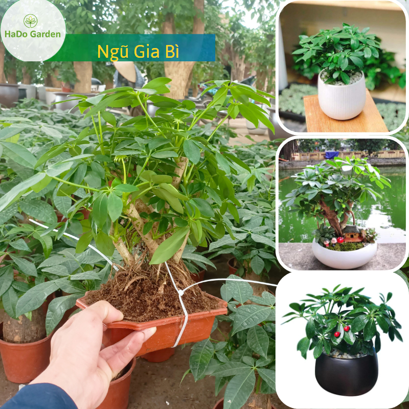 Ngũ Gia Bì (cây Chân Chim Bảy Lá, cây Sâm Non, Sâm Nam) để bàn cao khoảng 20-25 cm