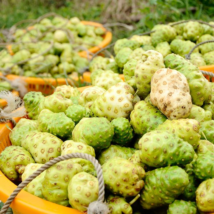 3kg trái nhàu tươi quà nhàu quả nhào trái nhào