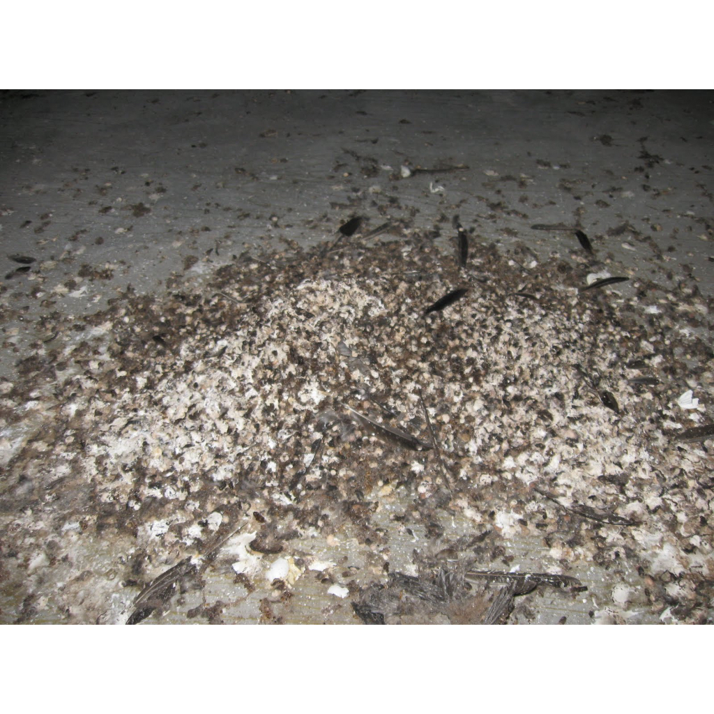 Phân chim yến nguyên chuất chưa qua xử lý