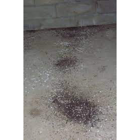 Phân chim yến nguyên chuất chưa qua xử lý