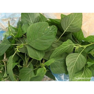 HẠT GIỐNG RAU DỀN CƠM- GÓI 5GR