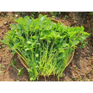 HẠT GIỐNG RAU DỀN CƠM- GÓI 5GR