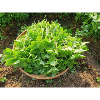 HẠT GIỐNG RAU DỀN CƠM- GÓI 5GR