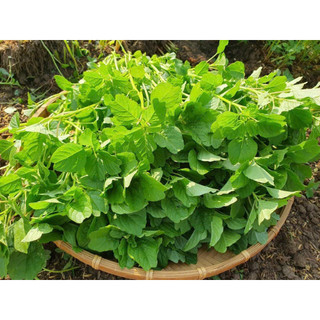 HẠT GIỐNG RAU DỀN CƠM- GÓI 5GR