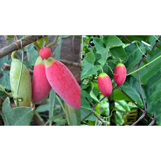Hạt giống cây bình bát dây ( mảnh bát - gói 10 hạt)-[mua 5 tặng 1 cùng loại - dễ trồng, ăn ngon]