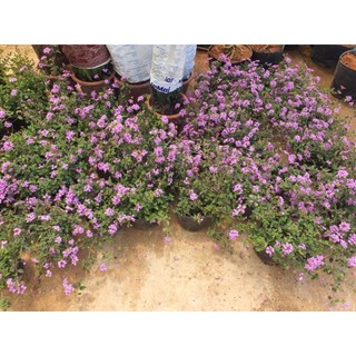 Hoa ngũ sắc tím rủ