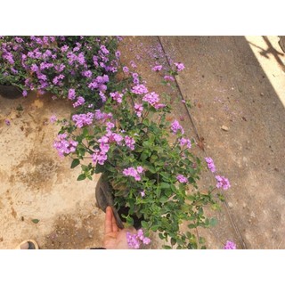 Hoa ngũ sắc tím rủ