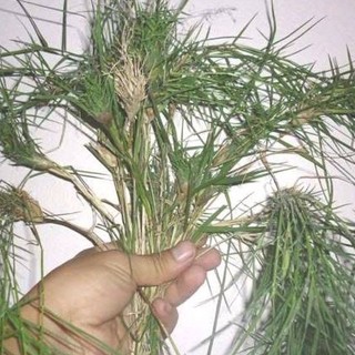 1kg cỏ gà ( cỏ chỉ ) sấy  khô