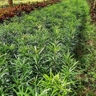 Cây giống Tùng La hán 70cm