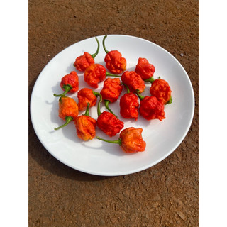 Cây giống ớt carolina reaper red, ớt cay nhất thế giới