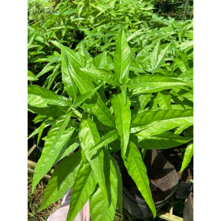 Chậu hoàn ngọc trắng