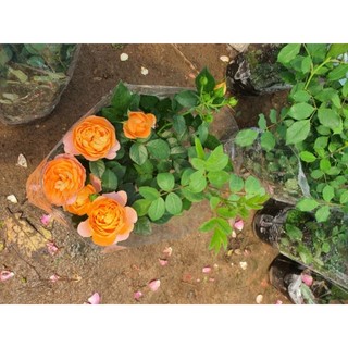 Hoa hồng tezza