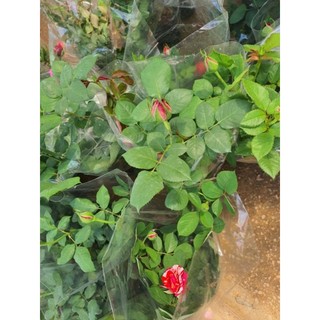 Hoa hồng tezza