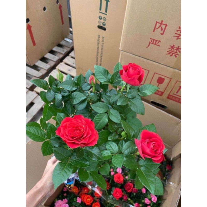 Hoa hồng tezza