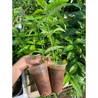 Cây hoàn ngọc trắng