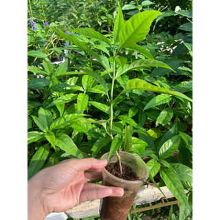 Cây hoàn ngọc trắng