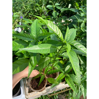 Cây hoàn ngọc trắng